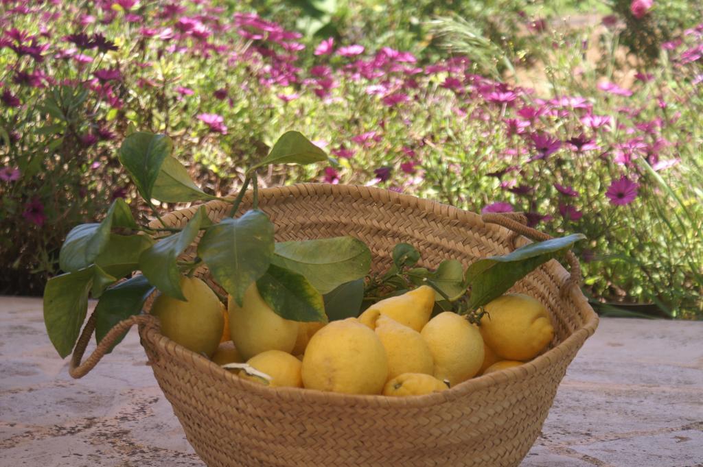 Agroturismo Es Pla De Llodra Manacor  Pokój zdjęcie